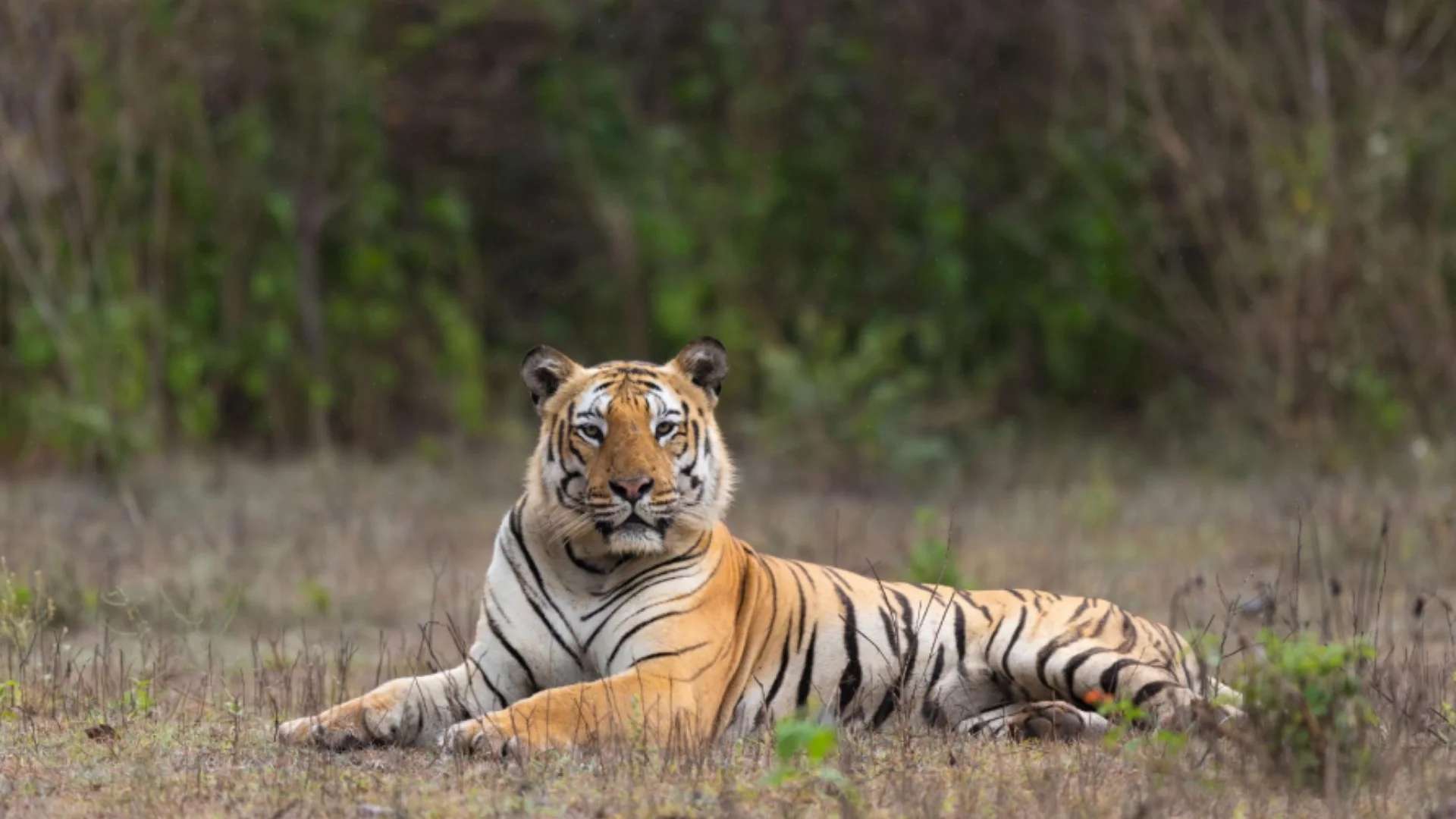 Bandipur